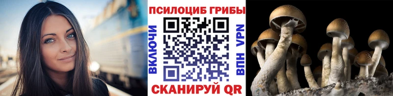 Галлюциногенные грибы Cubensis  Купить закладки  Медвежьегорск 